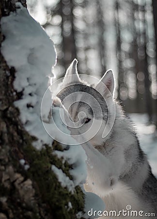 Tender and brutal siberian husky girl in the snow and winter forest. Stock Photo