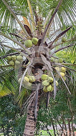 Tender coconuts adorning a coconut tree Stock Photo