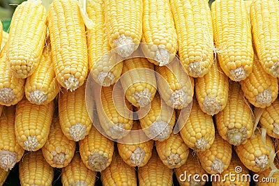 Tender corn cobs Stock Photo