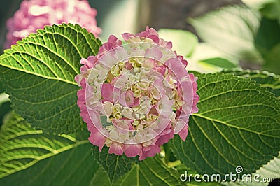 Tender flowers soft little petals. Perfume aroma fragrance concept. Flower scent. Blossom of pink hydrangea close up Stock Photo