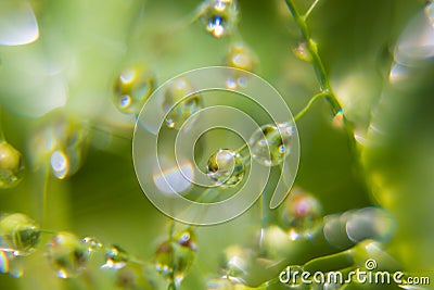 Tender fresh soft bright dew on twig with glare and reflections inside in sunbeams on blur green background, macro, texture. Stock Photo