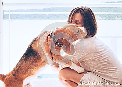 Tender home scene with woman owner and her beagle dog Stock Photo