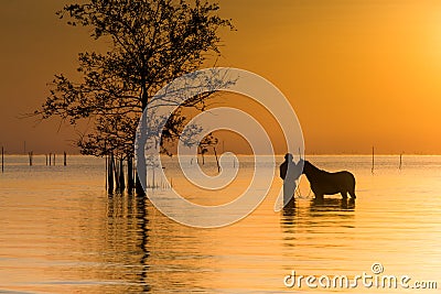 A Tender Horse Moment Stock Photo