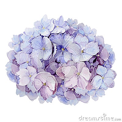 Tender hydrangea flower watercolor illustration. Light blue with pink full blooming elegant garden bush. Romantic natural beautif Cartoon Illustration