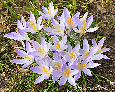 Tender light lilac crocus spring flowers Stock Photo