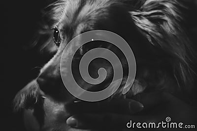 Tender looking dog in black and white Stock Photo