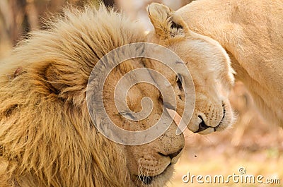 Tender Love Stock Photo