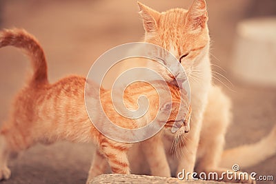 Tender love mother cat and kitten grooming barn cat. Outdoors animals feline pets Stock Photo