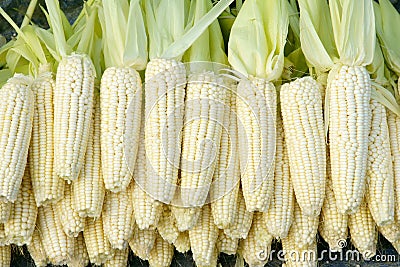 Tender maize cob Stock Photo