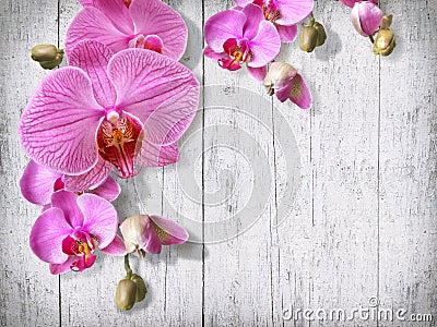 Tender orchid flowers and buds on old white painted boards vintage background. Congratulation frame postcard template. Stock Photo