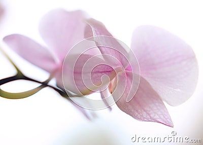 Tender orchid petals Stock Photo