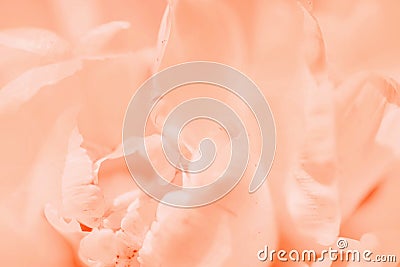 Tender peach closeup soft focus defocused flower abstract closeup Stock Photo