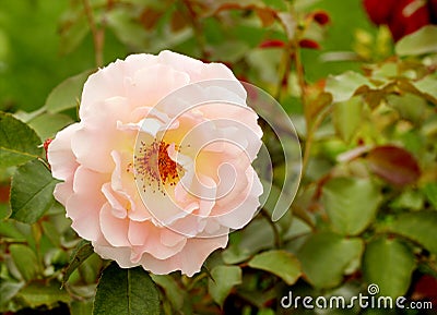 Tender pink rose flower Stock Photo