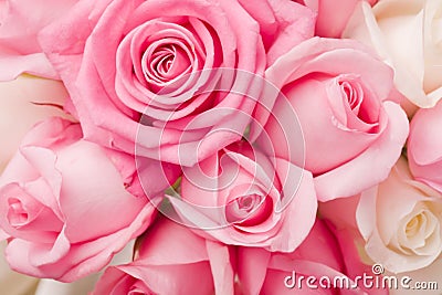 Tender pink roses bouquet Stock Photo