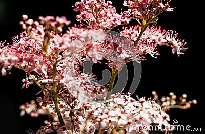 Teder Queen of the Prairie flowers also known as Filipendula pink blossoms blooming in summer. Stock Photo