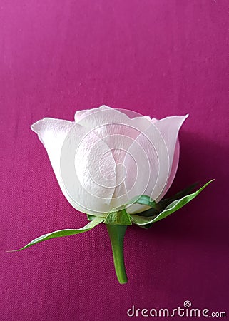 Tender rose over pink background. Beautiful soft flower. Stock Photo