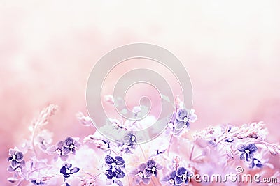 Tender spring floral background in light retro pink colour with blue Veronica Germander, Speedwell flower. A bouquet of wild meado Stock Photo