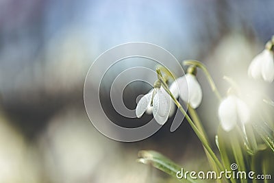 Tender spring flowers snowdrops harbingers of warming symbolize the arrival of spring. White blooming snowdrop folded or Galanthus Stock Photo