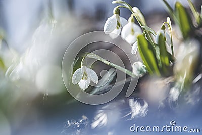 Tender spring flowers snowdrops harbingers of warming symbolize the arrival of spring. White blooming snowdrop folded or Galanthus Stock Photo