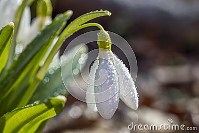 Tender spring flowers snowdrops harbingers with water drops. White blooming snowdrop folded Galanthus plicatus close up, macro Stock Photo