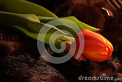 Tender tulip Stock Photo