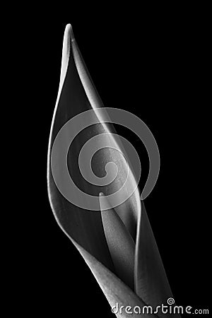 A tender tulip bud and a leaf on a black background , black and white photo Stock Photo