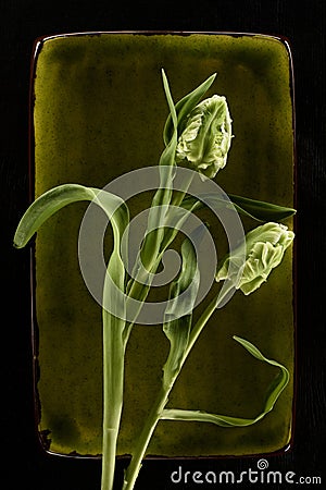 Tender tulip flowers on green plate Stock Photo