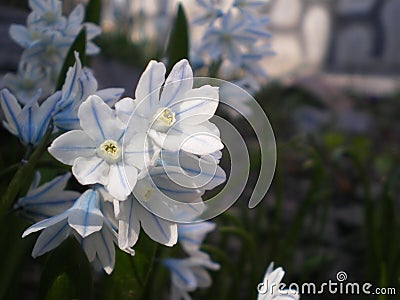 Tender white-blue primroses. Puschkinia scilloides Stock Photo