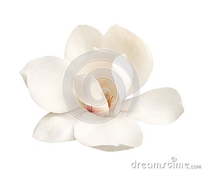 Tender white magnolia flower isolated Stock Photo