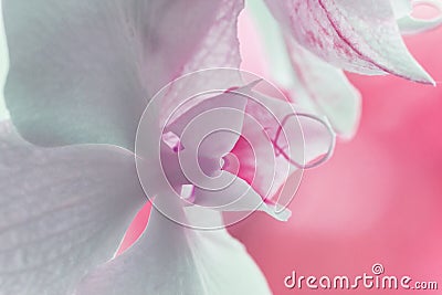 A tender white orchid with pink background. Close up. Selective focus Stock Photo