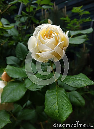 Tender white rose with leaves close-up with raindrops Stock Photo