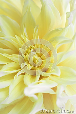 Tender Yellow `Kelvin Floodlight` Dahlia with long triangle petals. Close up photo for wallpaper or postcart. Beautiful Stock Photo
