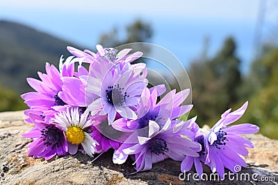 Tenderness beauty flowers for the garden Stock Photo