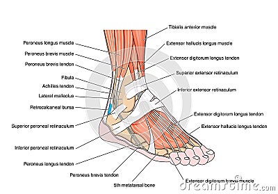 Tendons of the foot Vector Illustration