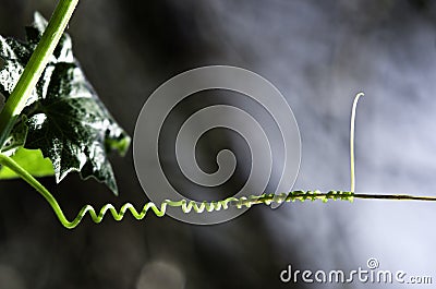 Tendril Stock Photo