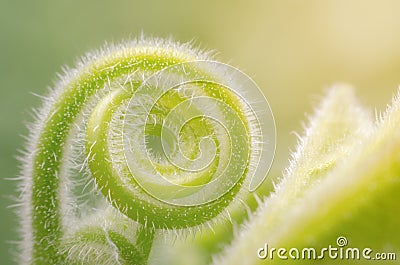 Tendril of green climbing plant growing in a spiral form. Stock Photo