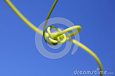 Tendril intertwined against blue sky, macro image Stock Photo