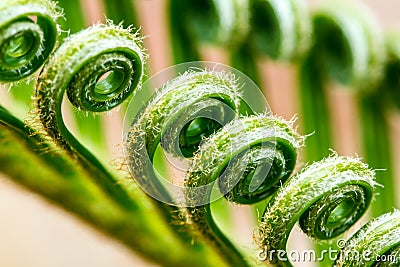 A tendril, macro of plant Stock Photo