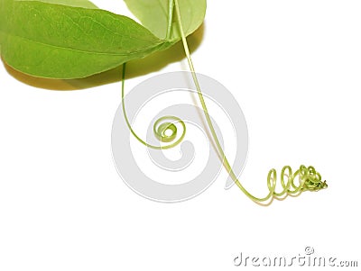 Passion plant climbing device tendril Stock Photo