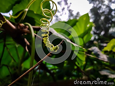 This is a tendril, a tendril is a specialized stem, leaves or petiole with a threadlike shape that is used by climbing plants for Stock Photo