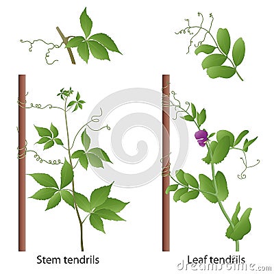 Tendrils help the plant to climb a support. Thigmotropism Stock Photo