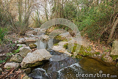 The Tenes river with riverine forest Stock Photo