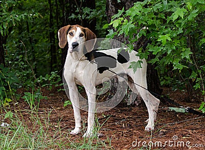 Tennesee Treeing Walker Coonhound Stock Photo