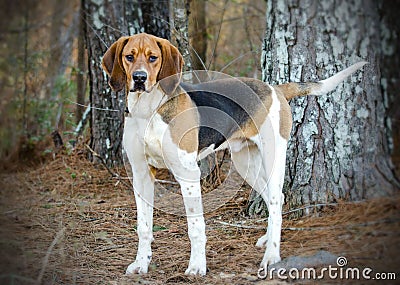 Tennesee Treeing Walker Coonhound Stock Photo