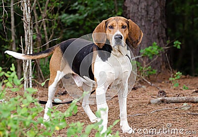 Tennesee Treeing Walker Coonhound Stock Photo