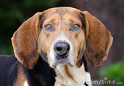 Tennesee Treeing Walker Coonhound Stock Photo