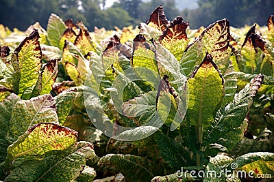 Tennessee Cash Crop Tobacco Stock Photo