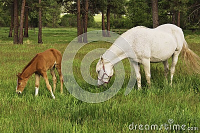 Tennessee Walking Horse or Tennessee Walker Colt Stock Photo