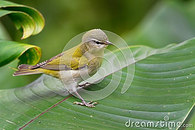 Tennessee Warbler - Leiothlypis peregrina New World warbler that breeds in eastern North America and winters in southern Central Stock Photo