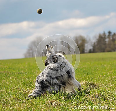 Tennis ball and dog. Stock Photo